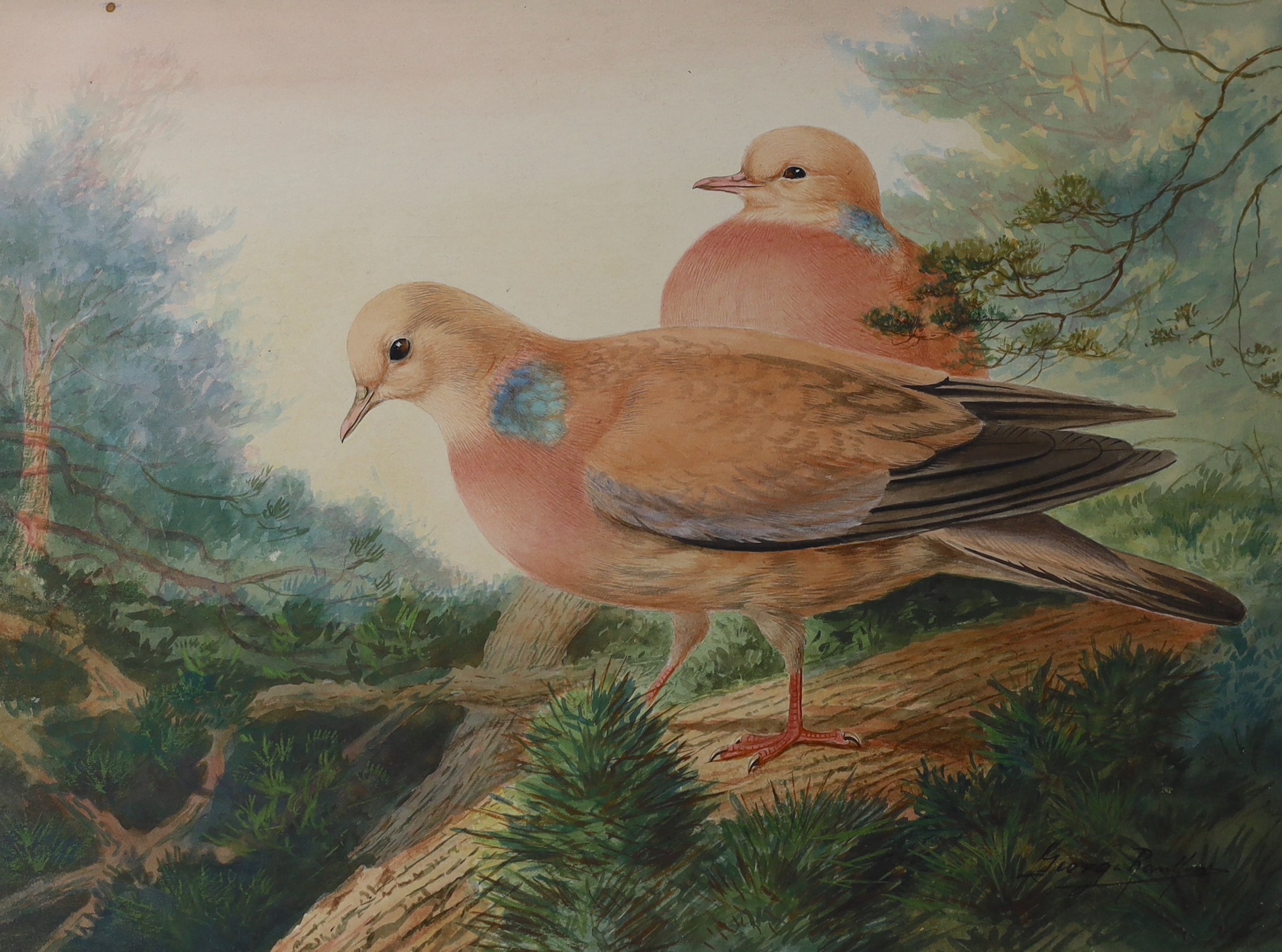 George Rankin (1864-1937), two watercolours, Studies of pigeons, signed, 27 x 37cm, unframed